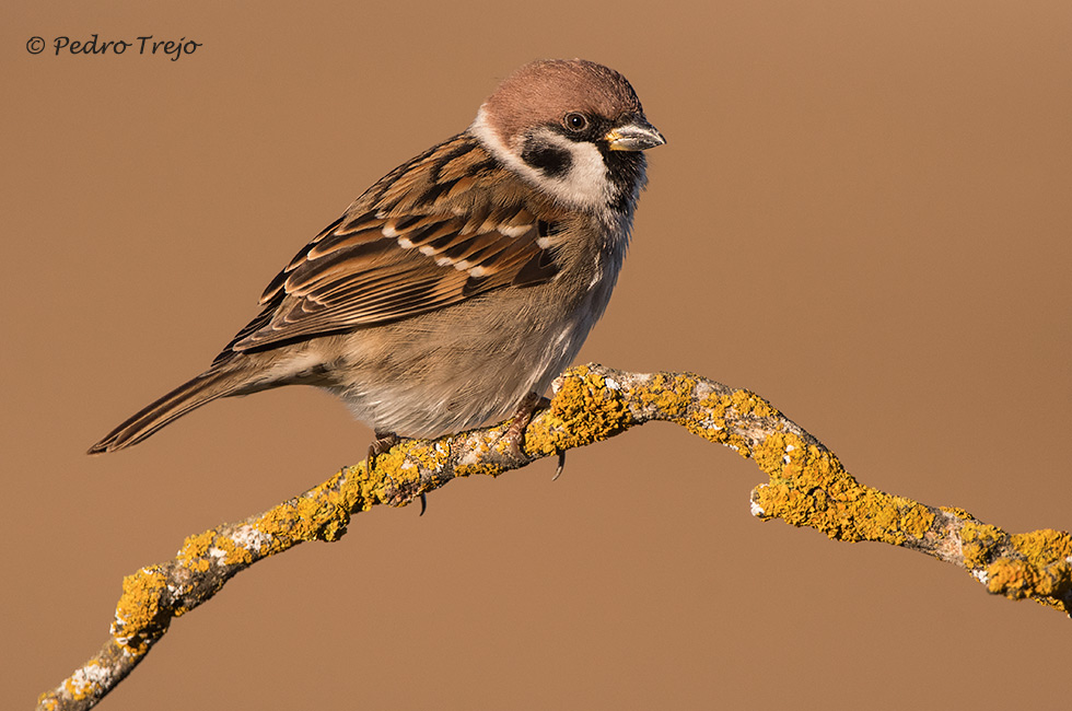 Gorrion molinero (Passer montanus)